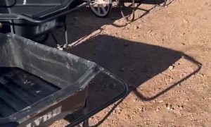 Ducks and Gulls Gather For Food