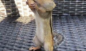 Chipmunk Stuffs Cheeks With Peanuts