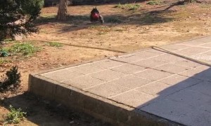 Rooster Rushes to Greet Mom