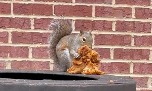 Squirrel Caught Eating Fried Chicken in a Fast Food Drive-Thru