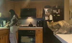 Ducky the Cat in Laundry Jail Retaliates During Meal Prep