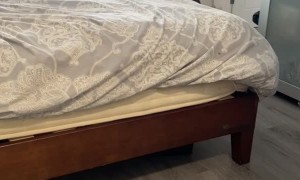 Cat Learned to Play Fetch While Owner Uses the Bathroom