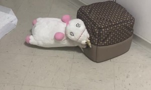 Little Dog Struggles With Large Toy