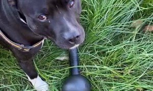 Dog Tries Walking Away with 10 Kilogram Weight