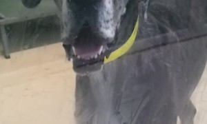 Great Dane "Claps" With Jowls