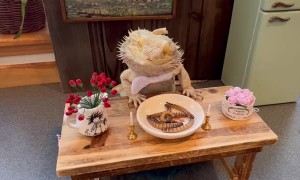 Chef Lenny the Lizard Looking Fancy Enjoys Breakfast