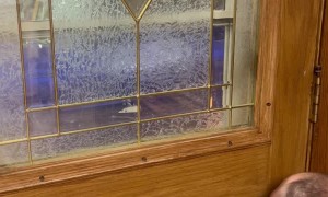 Playing Peek-a-Boo with Turbo Through Glass Door