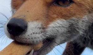 Bruno the Fox Takes a Treat from my Hand