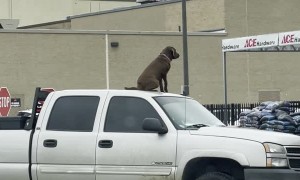 Good Boy Waits for Owner From Top of Truck