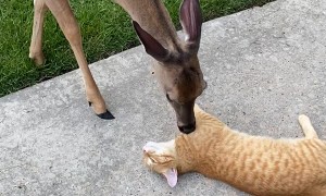 Cat Enjoys Kisses From Friendly Deer