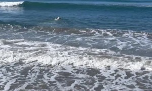 Bodysurfing Doggo in the Pacific Ocean