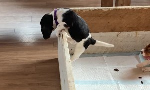 Puppy Makes Great Escape