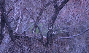 Adult Bald Eagle Checks on Bald Eaglets Left in Nest