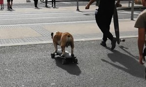 Skateboarding Dog