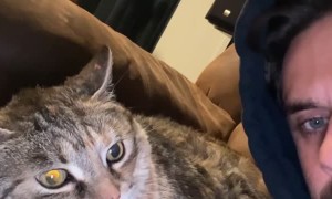 Cat Isn't in the Mood to Cuddle