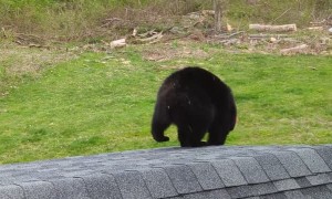 Bear Applies as Window Washer