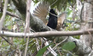 Victoria Rifle Bird Teaches Mating Dance to Offspring