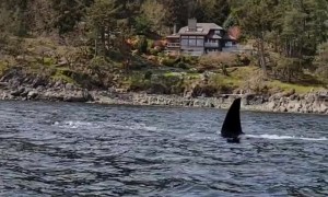 Orca Spotted From Antique Sailboat