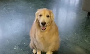 Sitting Dog Starts to Slide