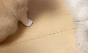 Kitty Comes Out for Treats