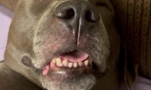 Lorie the Dog is an Adorable Snorer