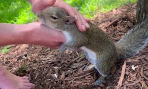 Romeo the Squirrel Loves Being Held While Eating and Being Pet