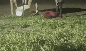 Kids Try and Fail to Get on Horse