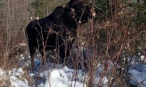 Close Encounter With a Bull Moose