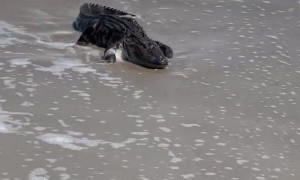 Large Alligator Spotted on Masonboro Island