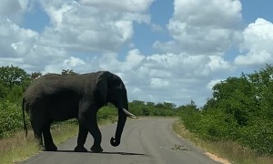 Elephant Roadblock in Kruger National Park
