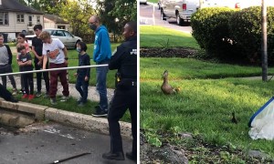 Police rescued ducklings from a storm grate and reunited them with their mom