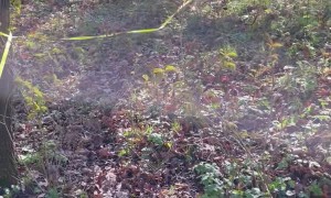 Pup Gets Tangled Around Tree