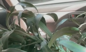 Son Blinded by Mom's Love of Free Plants