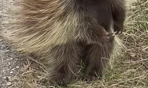 Porcupine Scratches an Itch