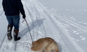 'I Think Our Golden Is Broken'