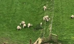 Communicating with Border Collies