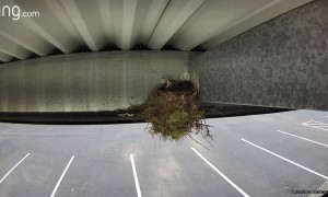 Mama Bird Protects Chick From Attacker