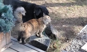 Dog Bathes Kitty Friend