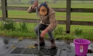 Baby Ducks Saved From Storm Drain