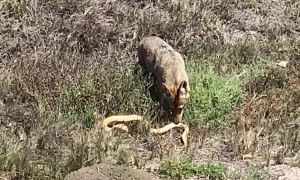 Coyote Takes Down Large Snake