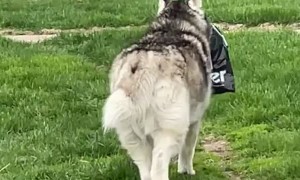 Husky Steals Owner's Package