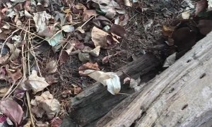 Wolf Spider With Babies on Her Back