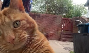 Rusty the Cat Scratches Against Glass to be Let in