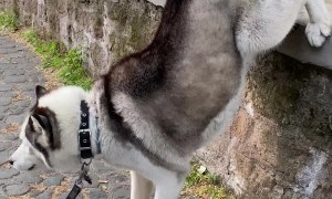 Kyra the Husky does Handstand to Pee