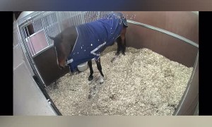 Security Cam Catches Clever Horse Removing Blanket