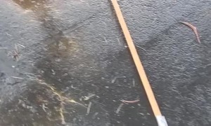 Rescuing Ducklings From a Storm Drain