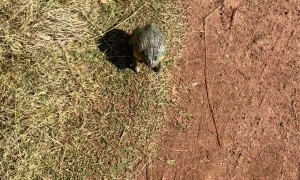 Big From Leaps at Foot