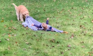 Wallace the Golden Pulls 2-Year-Old Around Yard on a Blanket
