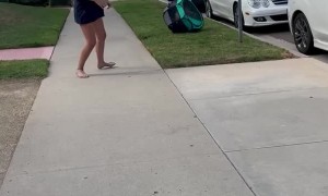 Pomeranian Puppy Rolls Around