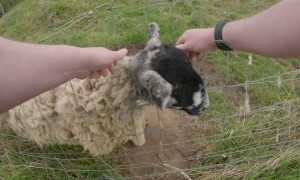 Saving a Sheep from Near Death